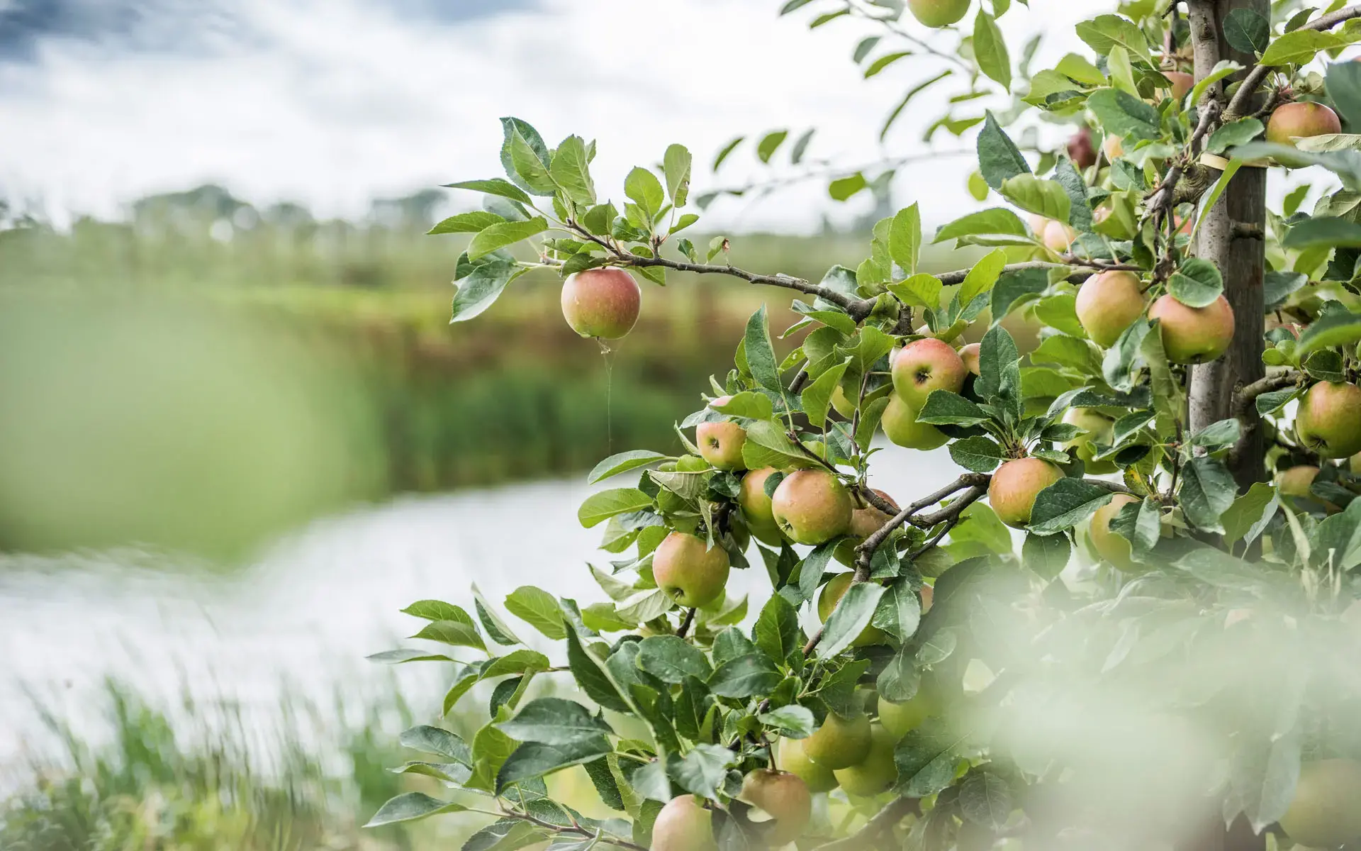 Die modernen Diätetik