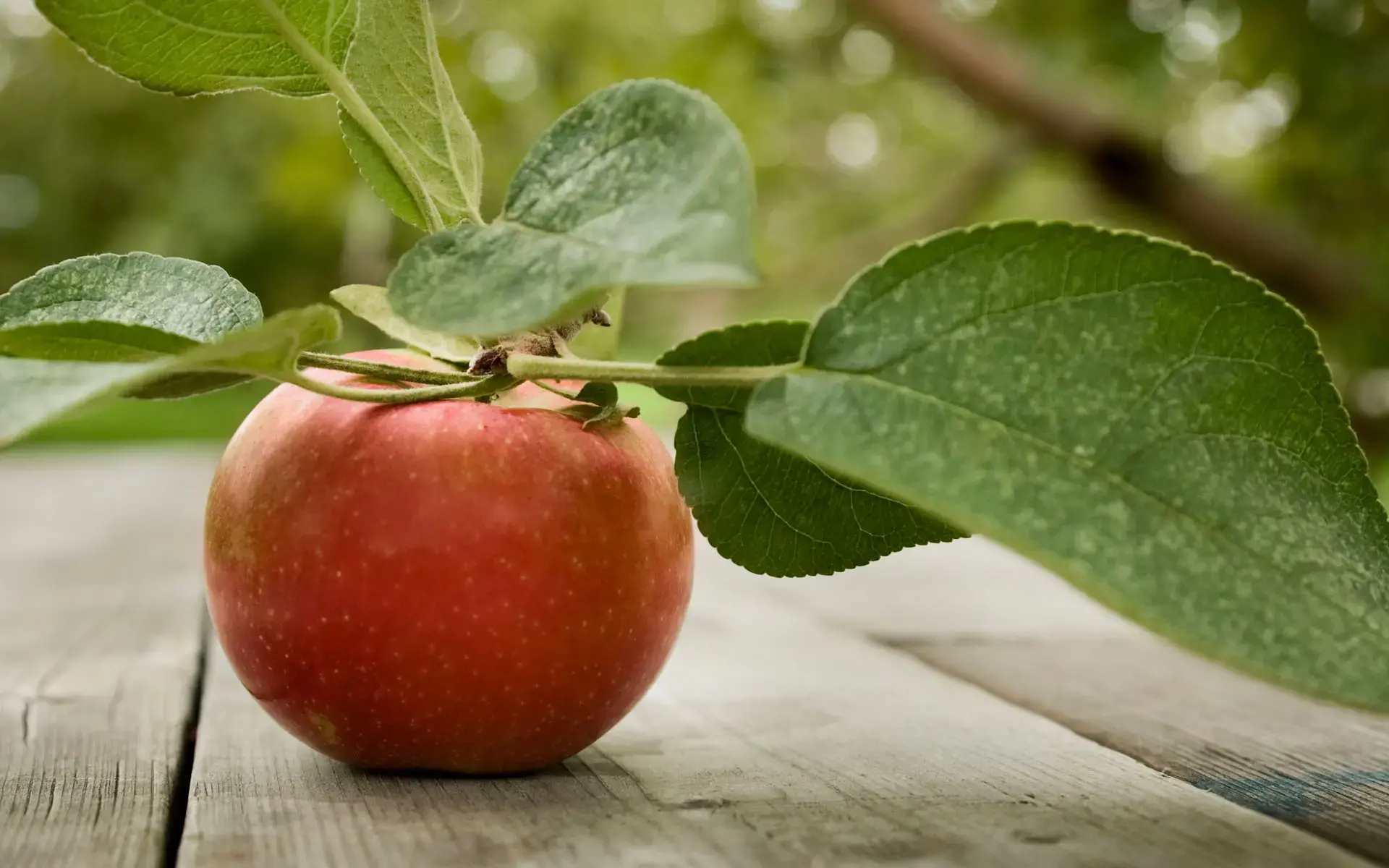 Plant-based Bio & Nachhaltigkeit 