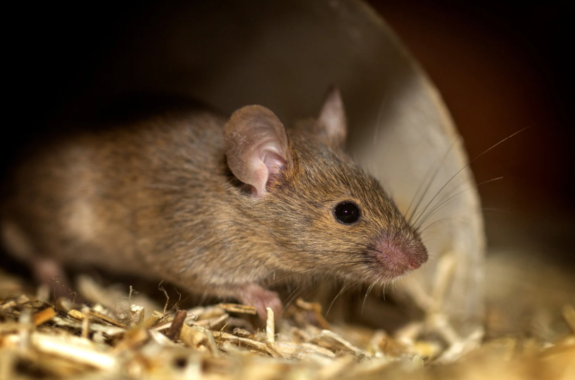 Checkliste - Kontrollliste Schädlingsmonitoring